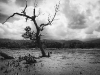 timor-1